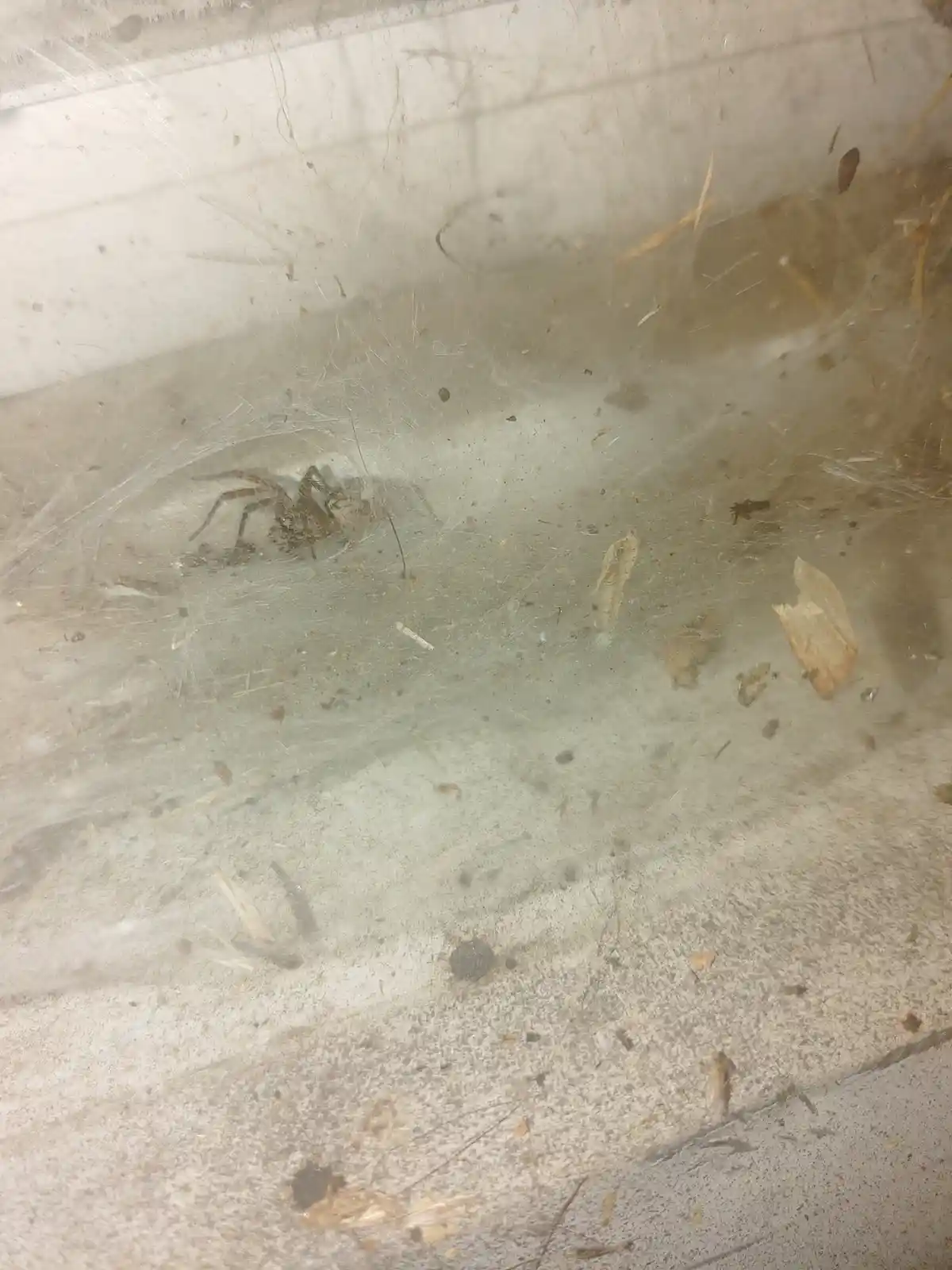 A close-up photo shows a large spider resting in a messy, dusty web on a concrete floor, with debris and dust visible. The…
