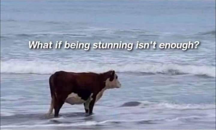 Escaping Reality Together with Memes: Enjoy the Ride!