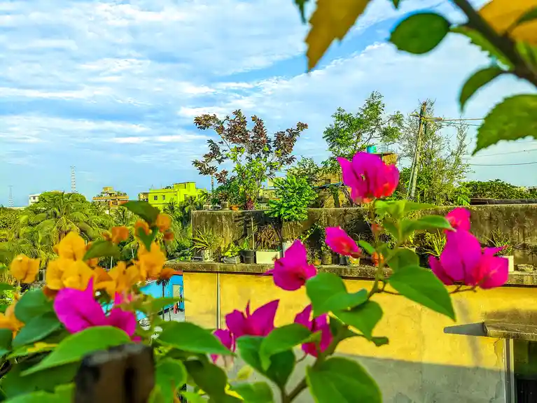 A vibrant rooftop garden with pink and yellow bougainvillea flowers in the foreground, overlooking a cityscape with green…