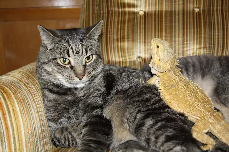 A gray tabby cat with green eyes sits on a striped couch, looking directly at the camera with a stern expression. A yellow…