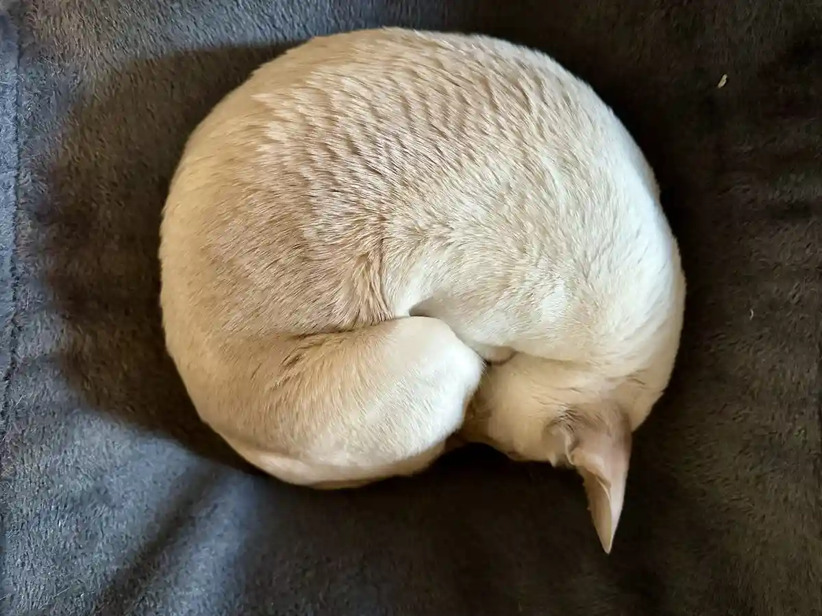 Louis the Sleepy Wonder