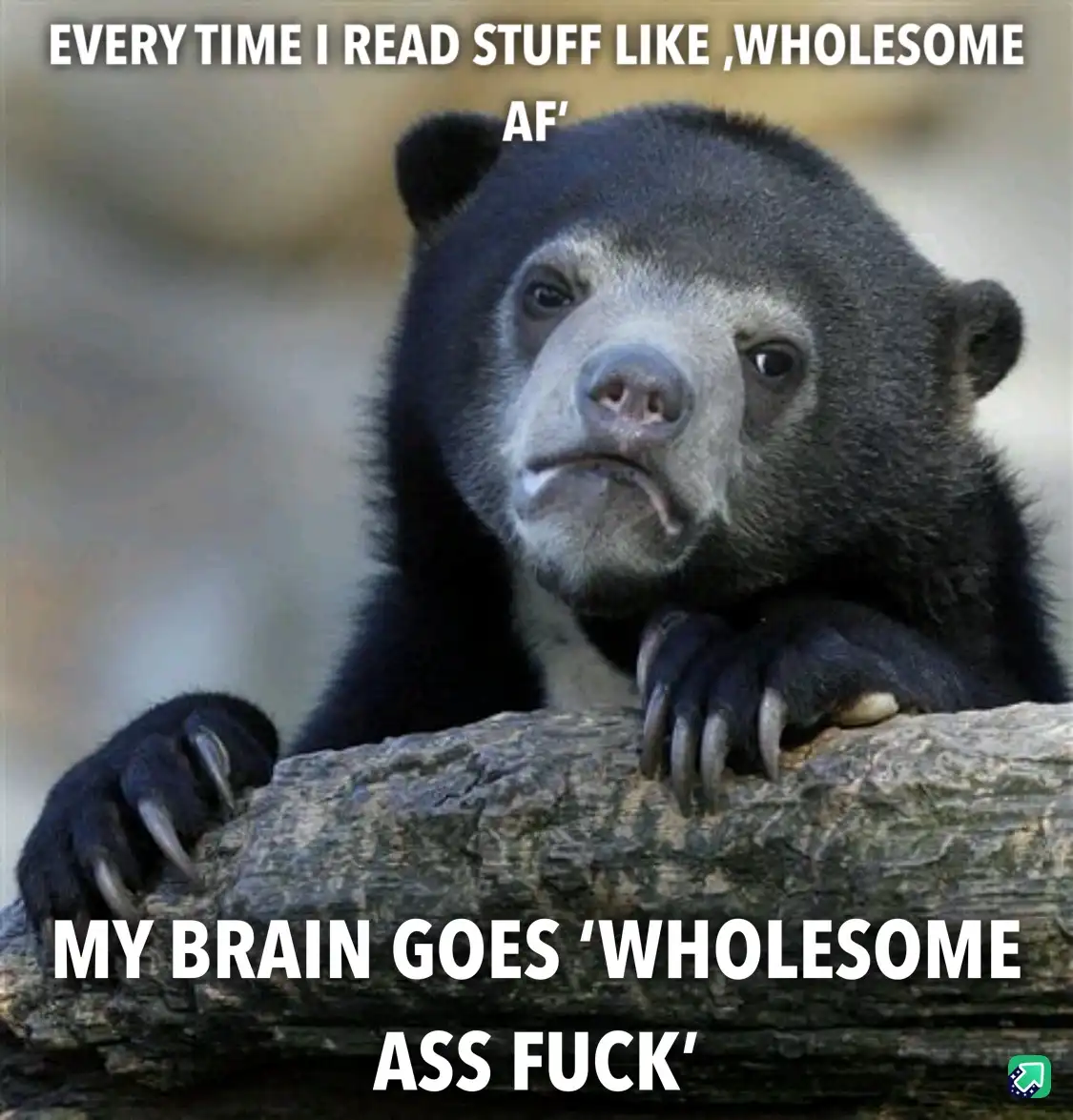 A close-up photo of a black bear with a skeptical, unimpressed facial expression, resting its paws on a log. The text…