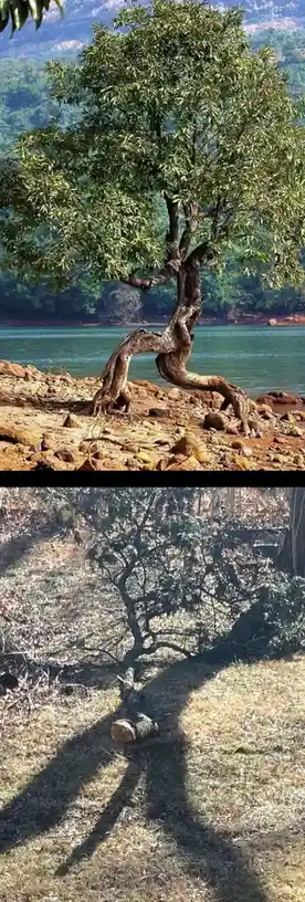 The top image shows a living tree with a twisted, human-like torso shape growing by a lake, while the bottom image shows a…