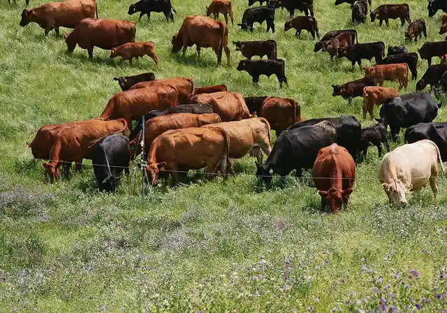 A wide shot of many cows of various colors grazing in a lush green pasture dotted with purple and white wildflowers. The…