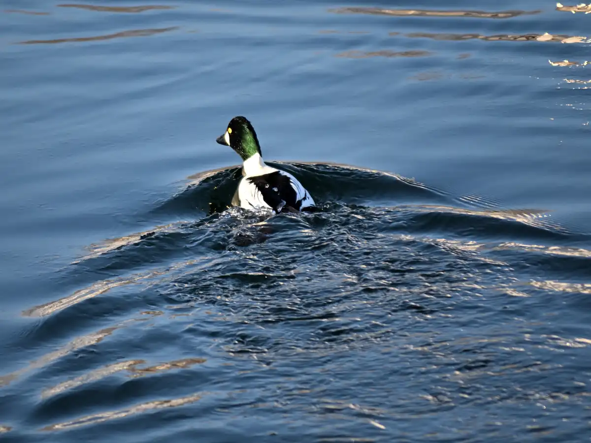 A male harlequin duck with a black head, green nape, and white-and-black body swims in rippling blue water, creating a wake…