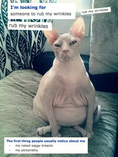 Just Some Adorable Cat Shenanigans