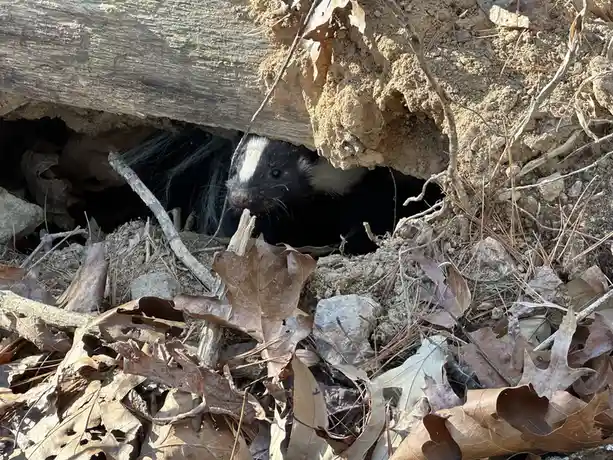 A skunk peeks out from a hole in the ground surrounded by dry leaves and dirt, holding a small twig in its mouth. The…