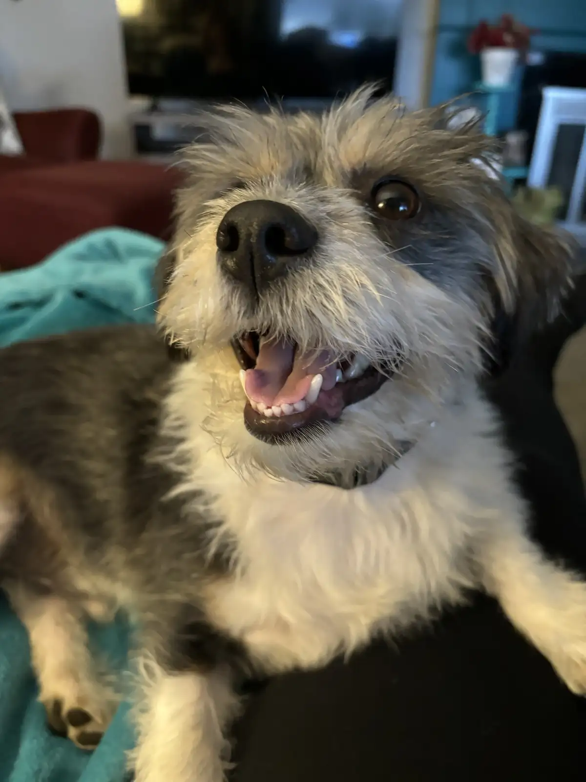 Meet Rigby Ragazzo: Today's Highlight