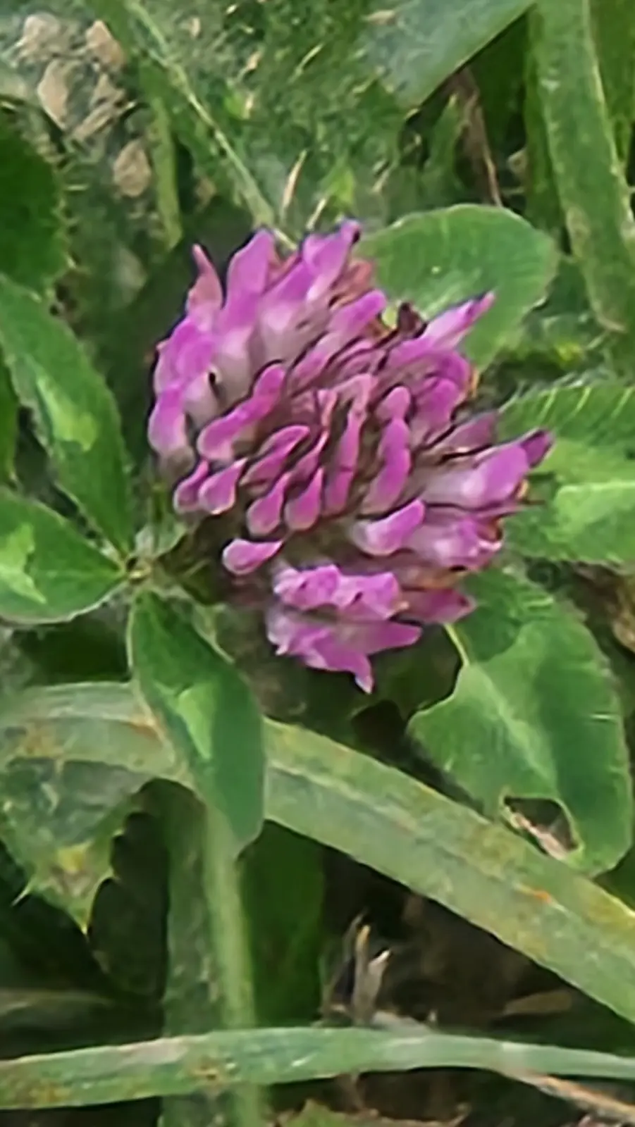 A Shocking Splash of Purple Surprise