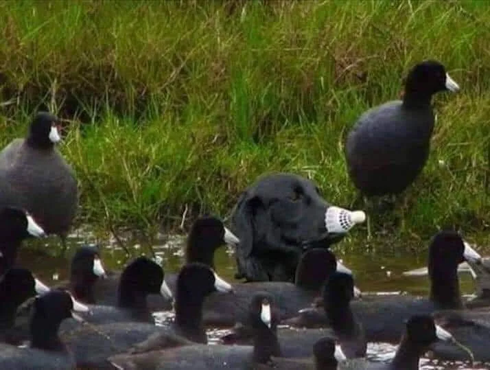 The Quack That Echoes Through Time