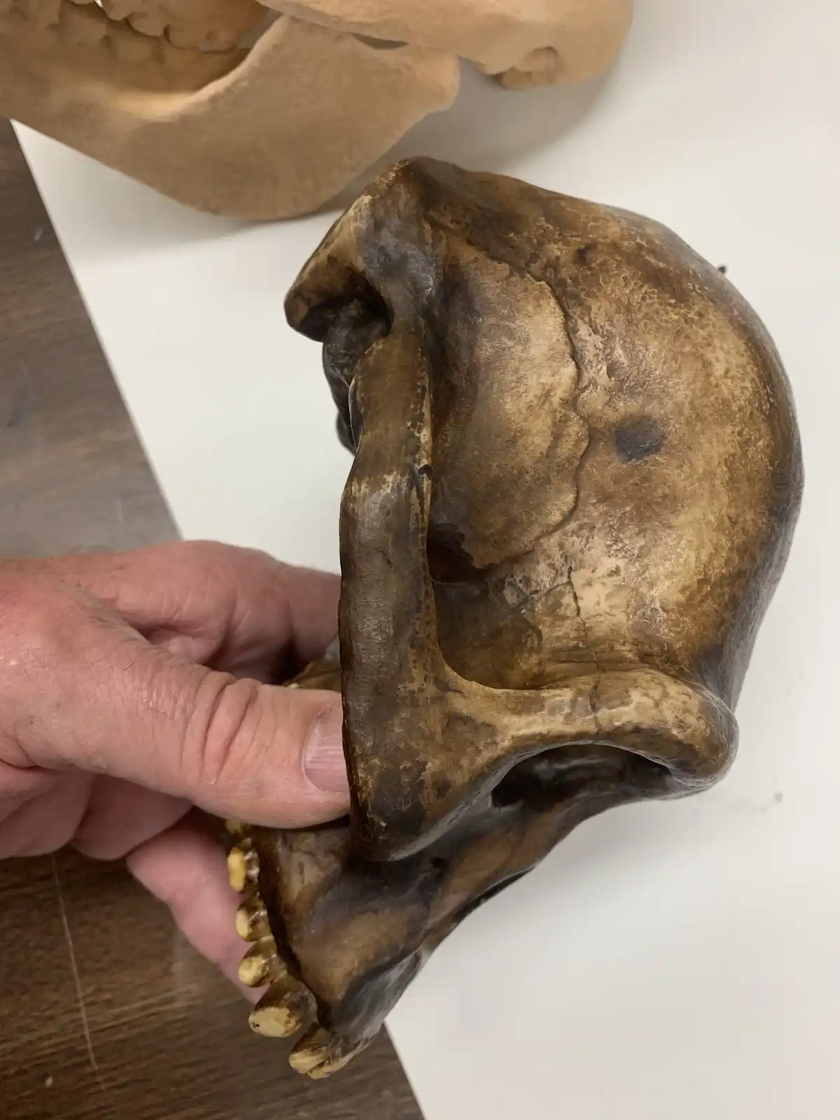 a person's hand holds a brown, weathered fossilized skull, likely of a human ancestor, showing its large brow ridge and…