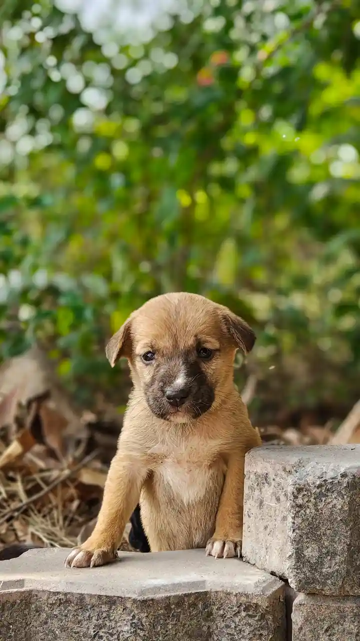 Prepare for a Cuteness Overload!