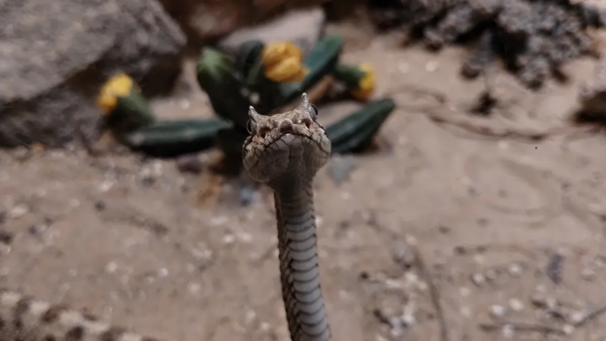 A close-up photo shows a snake's head and upper body rising from sandy ground, looking directly at the camera with a…