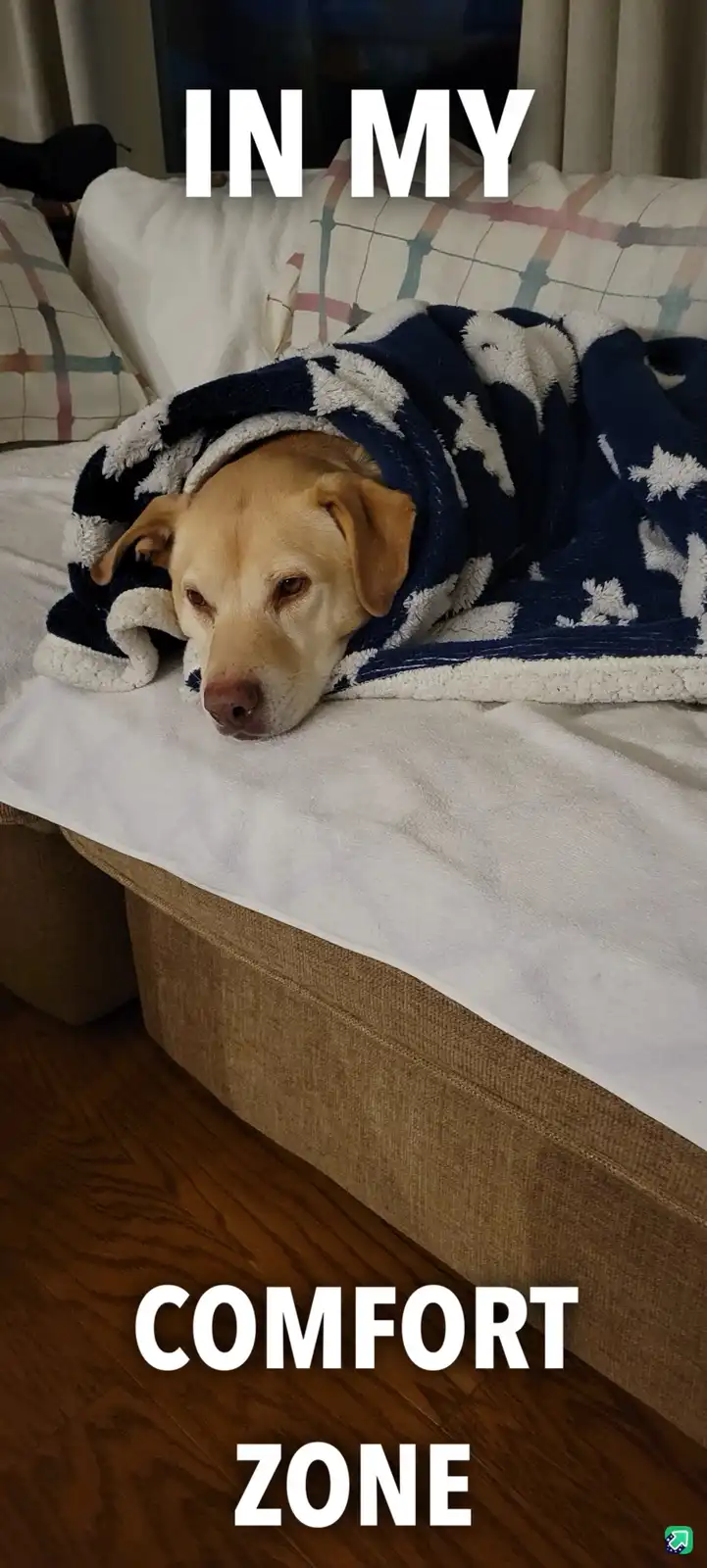 A yellow Labrador dog is lying on a beige couch, partially covered by a blue and white star-patterned blanket. The dog's…