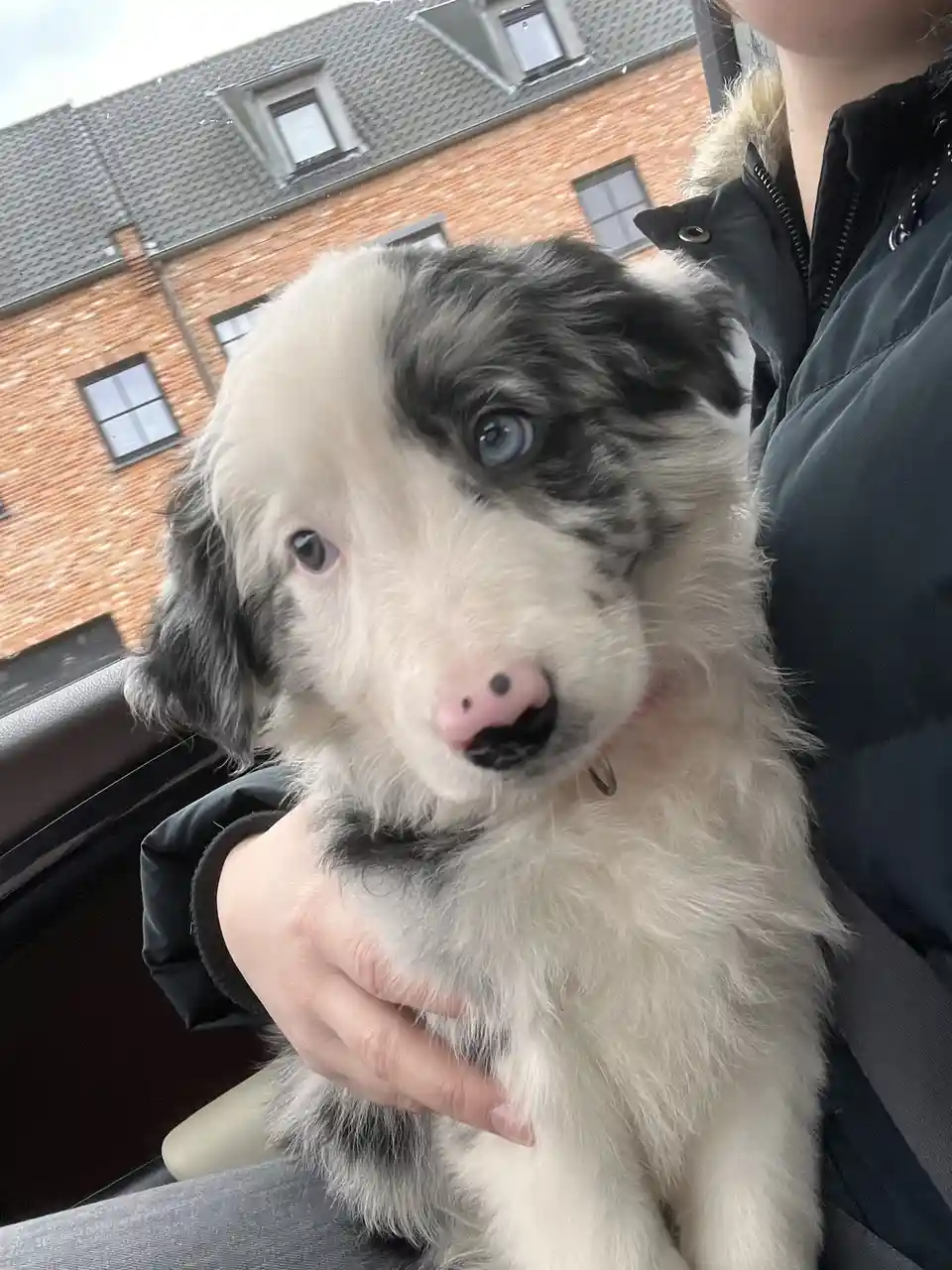 A person holds a fluffy, young puppy with striking blue eyes and a black-and-white coat, its pink nose featuring two black…