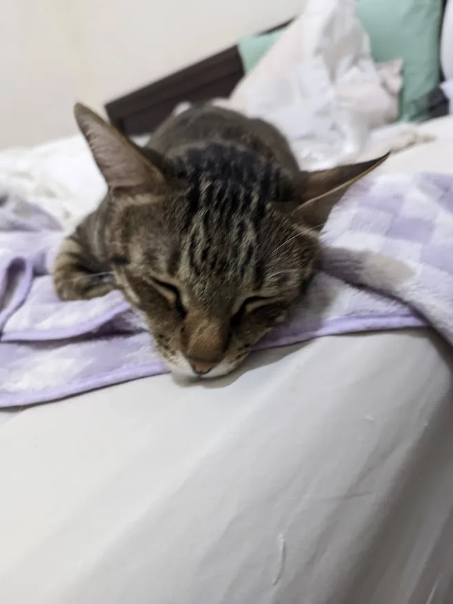 A tabby cat with closed eyes is sleeping peacefully on a purple and white checkered blanket atop a white bedsheet. The cat's…