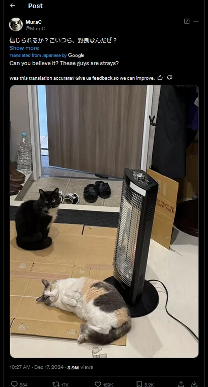 Two cats are in a room: one black cat sits alertly on cardboard, while a calico cat lies asleep on cardboard near a space…