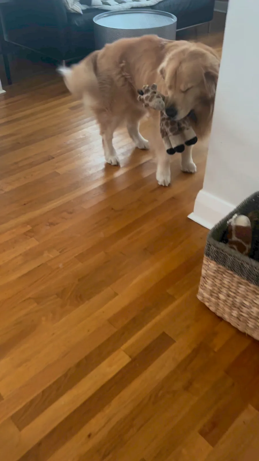 A golden retriever stands on a hardwood floor, holding a stuffed giraffe toy in its mouth with its eyes closed in a blissful…