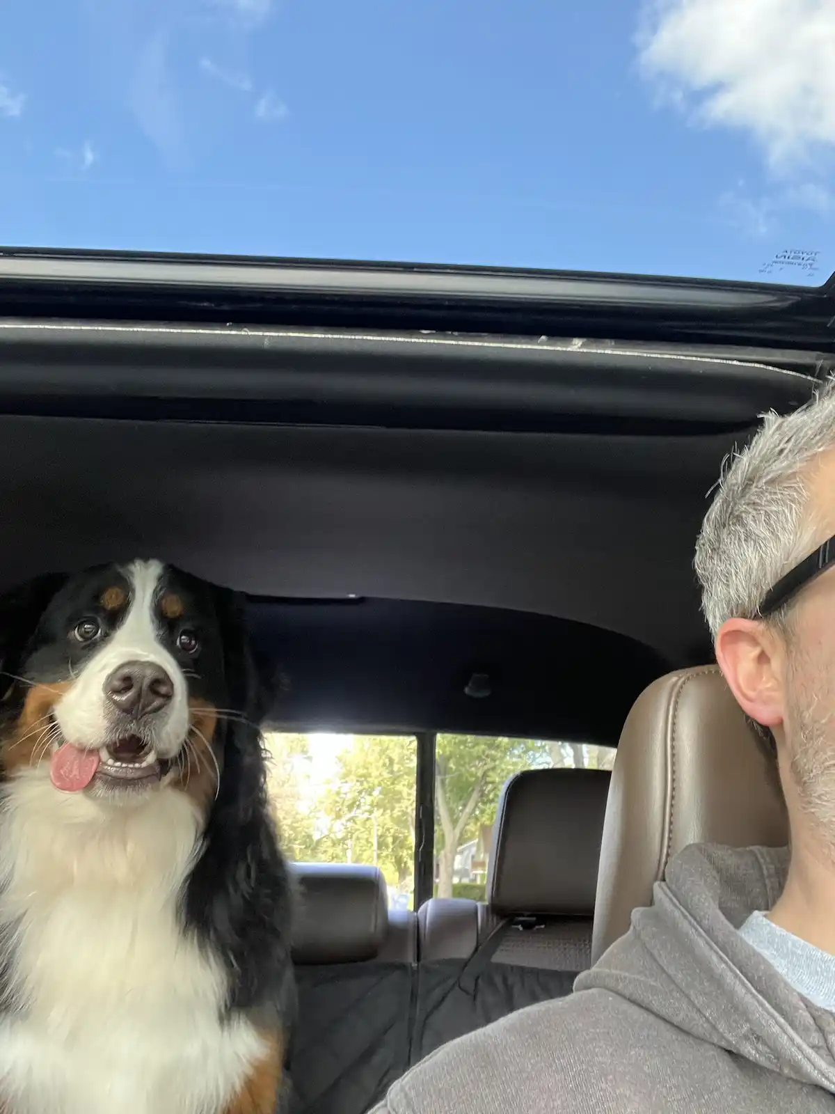 A Bernese Mountain Dog with a black, white, and rust-colored coat sits in the front passenger seat of a car, looking up with…