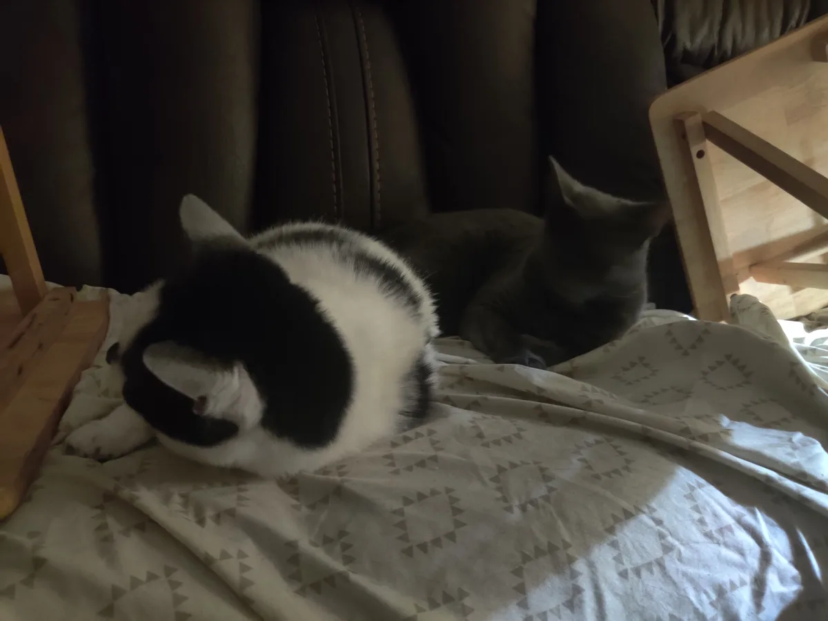 A black-and-white cat curls up on a patterned blanket on a couch, appearing to be sleeping or resting, while a gray cat lies…