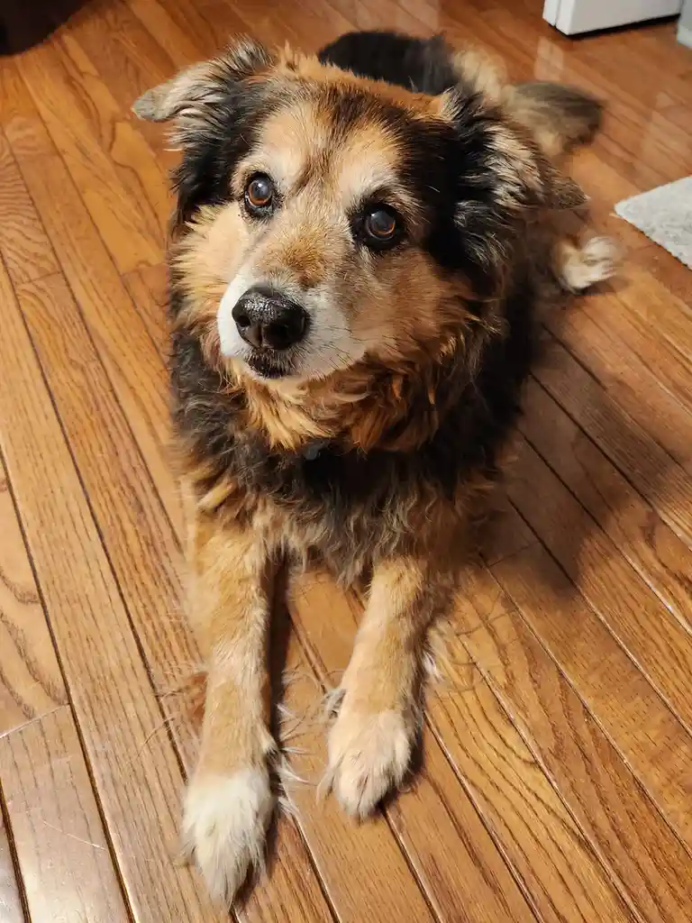 A fluffy, tri-colored dog with brown, black, and white fur lies on a polished wooden floor, looking up with large, pleading…