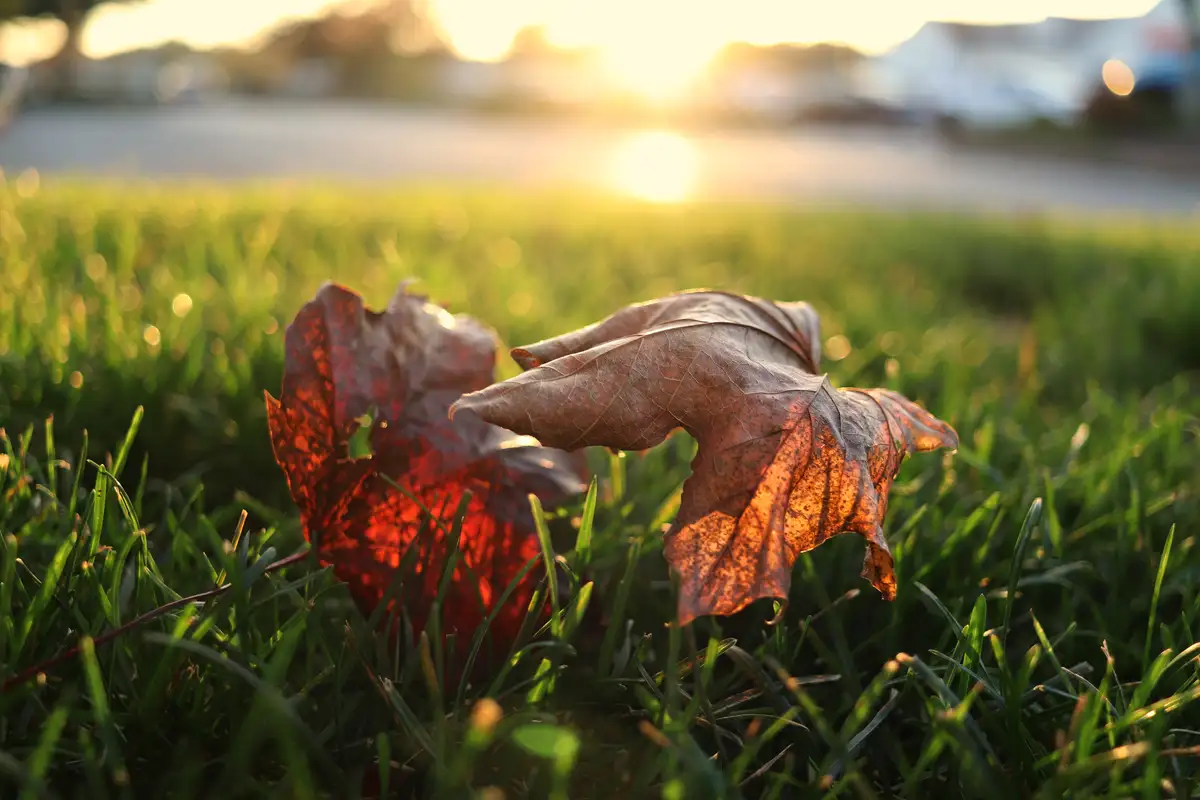 Two dried, brownish-red autumn leaves lie on vibrant green grass, backlit by a warm, golden sunset creating a soft bokeh…
