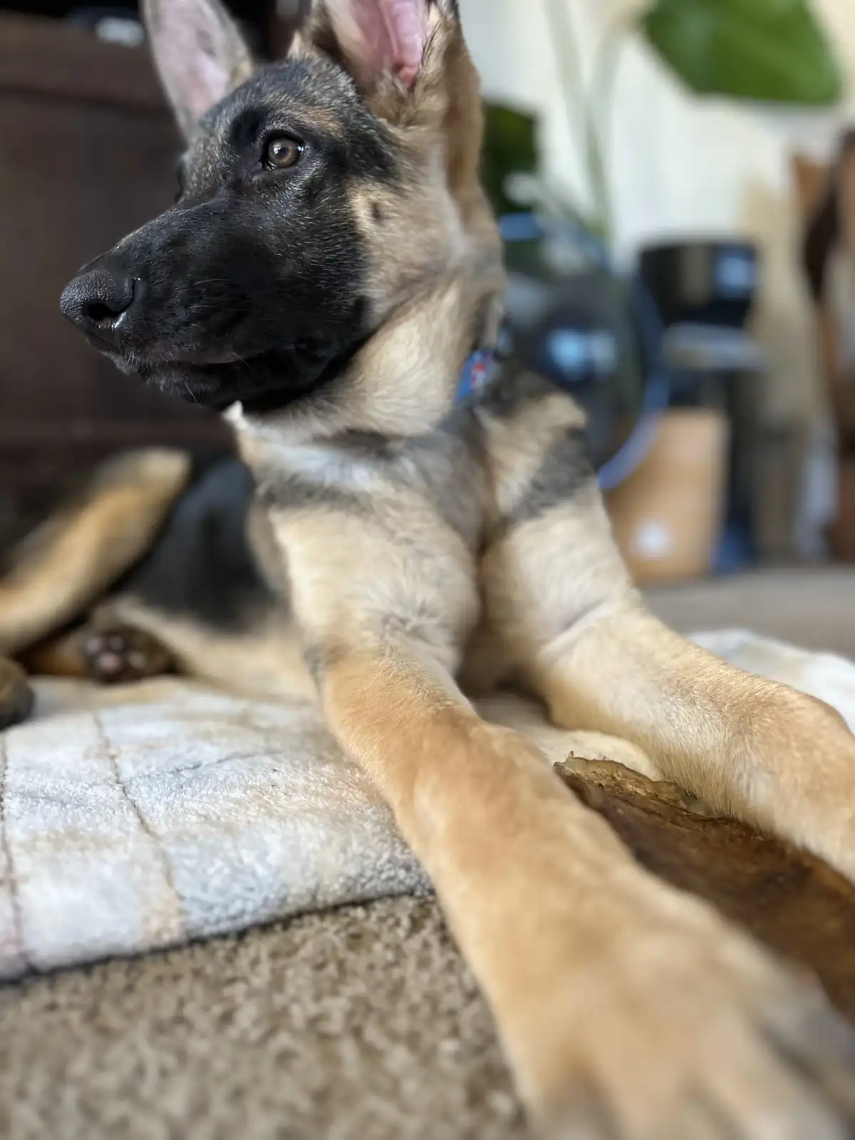 A German Shepherd puppy with black and tan fur is lying down on a textured blanket, looking off to the side with a calm…