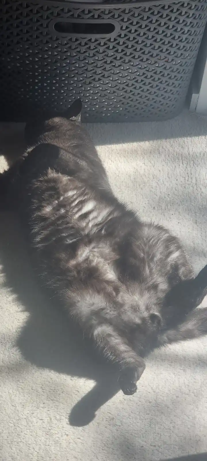 A fluffy gray cat is lying on its back on a light-colored carpet, basking in a patch of sunlight while appearing to be…