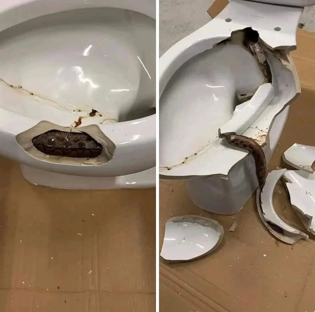 A split image shows a brown snake partially visible inside a white toilet bowl in the left panel, with a small hole in the…