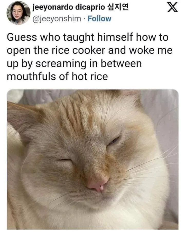 A close-up photo of a light-colored cat with its eyes half-closed, appearing very sleepy or annoyed. The overlaid text…