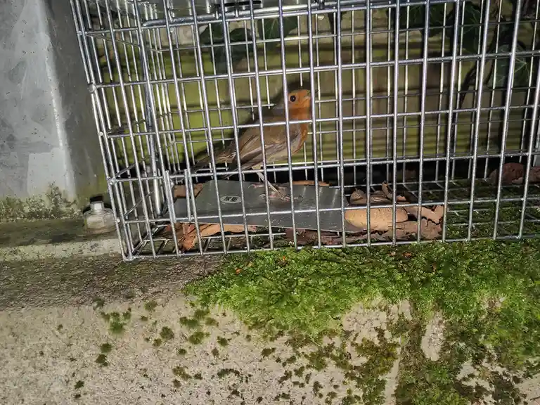 A small bird with a red-orange breast and brown back is trapped inside a metal wire cage placed on a mossy concrete surface…