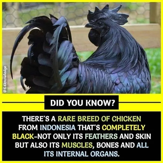 Did You Know? Fun Facts You Might Not Have Heard