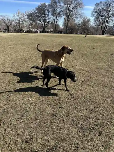 Two dogs are in a grassy field under a clear blue sky, one tan dog standing behind a black dog that is walking away. The tan…