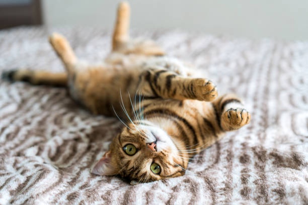 A tabby cat lies on its back on a patterned bedspread, legs in the air, looking up with wide green eyes. The text overlay…