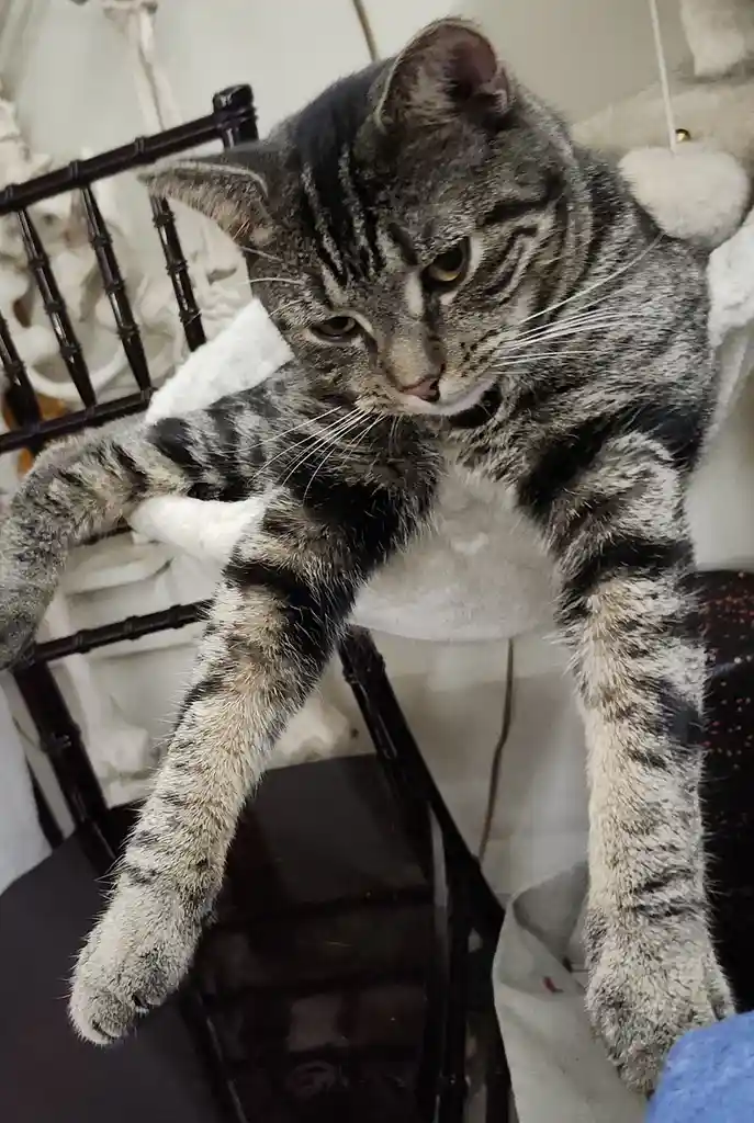 Just Two Adorable Kitties Being Their Best Selves