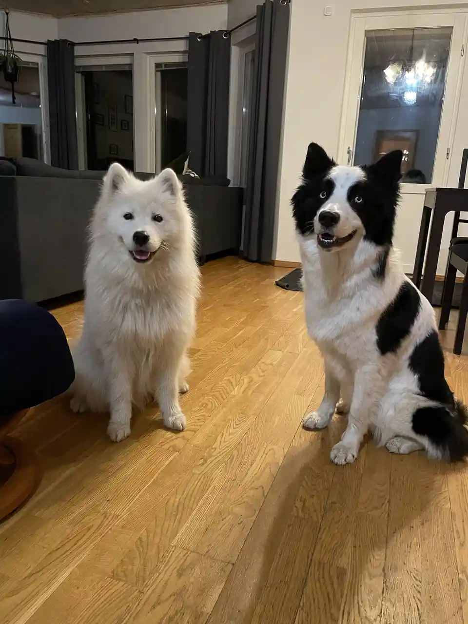 Two dogs sit side-by-side on a wooden floor in a living room; a fluffy white samoyed on the left and a black-and-white…