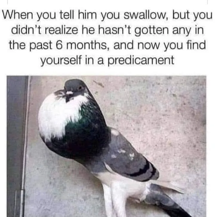 A photograph of a pigeon with a visibly distended, rounded chest, suggesting it has swallowed something large. The image is…