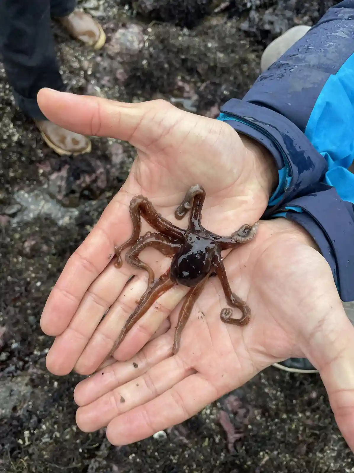 A person holds a small, wet baby octopus in their open palm, with rocky, seaweed-covered ground and another person's muddy…