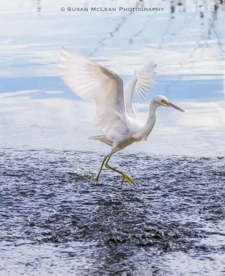 Elegant Egret: Nature's Graceful Bird