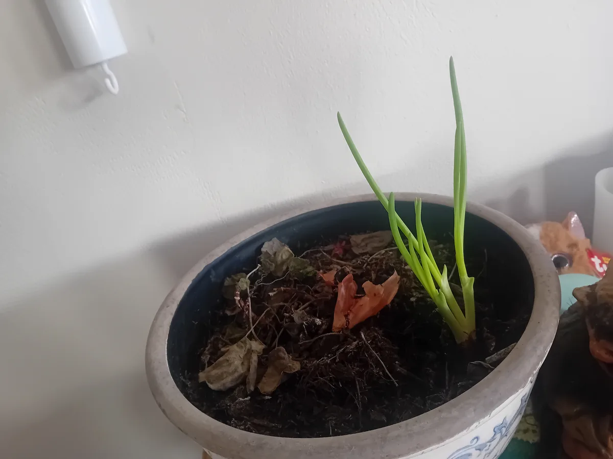 A potted plant with mostly dead, decaying leaves and stems, but a few vibrant green shoots growing upwards from the soil…