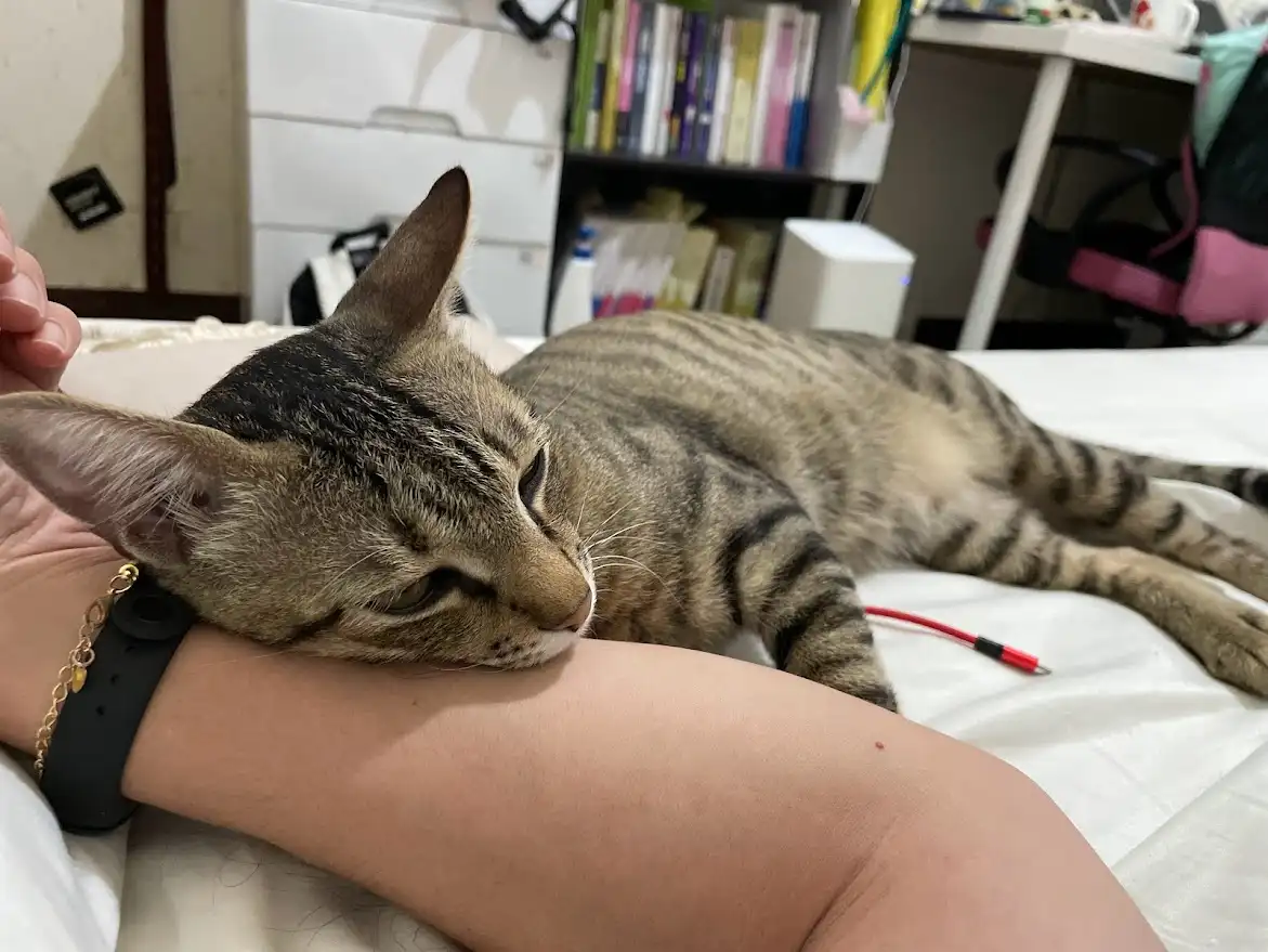 A tabby cat with striped fur is sleeping peacefully on a person's bare forearm, which has a black smartwatch and gold chain…