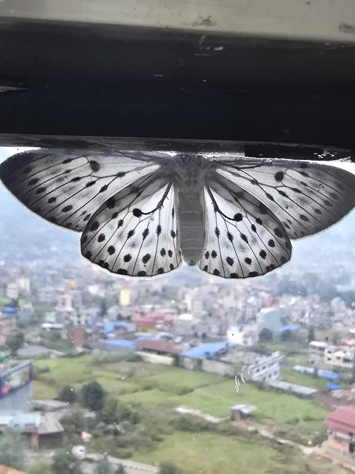 A large white moth with black spots rests on a window ledge, viewed from inside looking out at a blurry cityscape below. The…