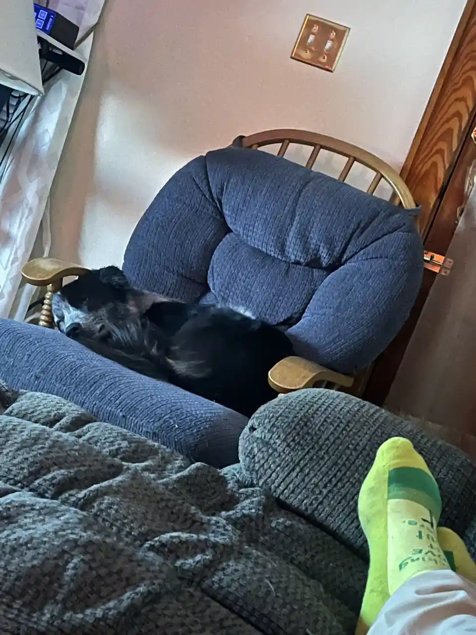 A black and white dog is sleeping soundly in a blue upholstered rocking chair, while a person wearing bright yellow socks…