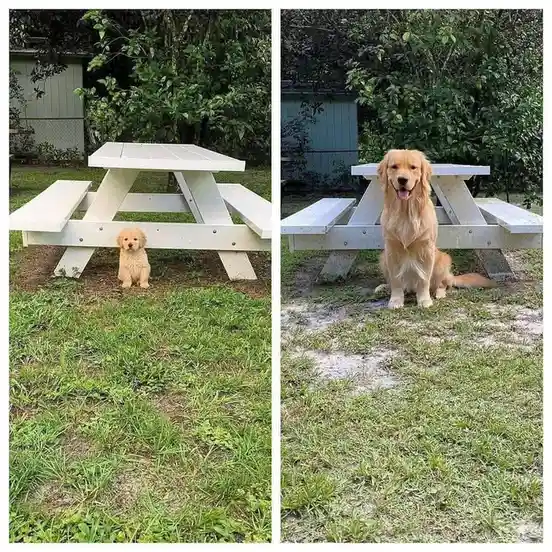 A side-by-side image shows a small golden puppy peeking out from under a white picnic table on the left, and the same dog as…