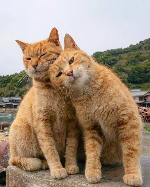 Two ginger cats sit closely together on a stone surface outdoors, one leaning its head affectionately against the other. The…