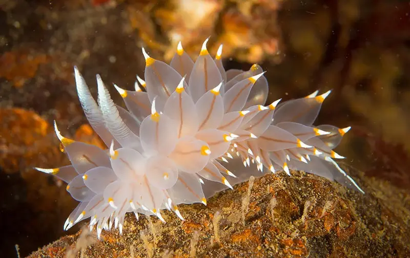 A translucent, white sea slug with delicate, leaf-like appendages tipped in yellow and white rests on a textured…