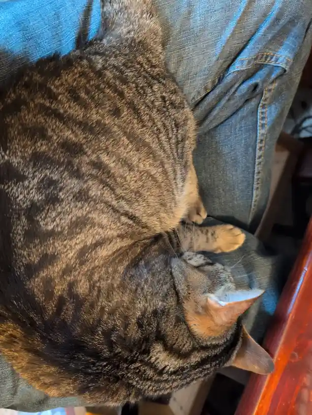 A tabby cat is curled up and sleeping on a person's lap, which is covered in blue jeans. The cat's body is mostly visible…