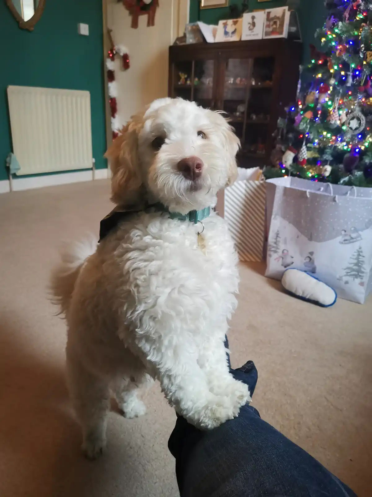 Laszlo Cravenswoof has officially grown up!