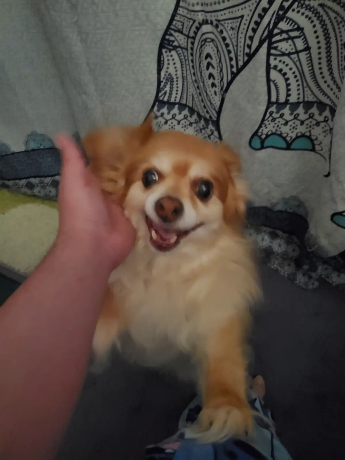 A small, fluffy, light brown and white dog with large, expressive eyes and an open-mouthed smile looks directly at the…