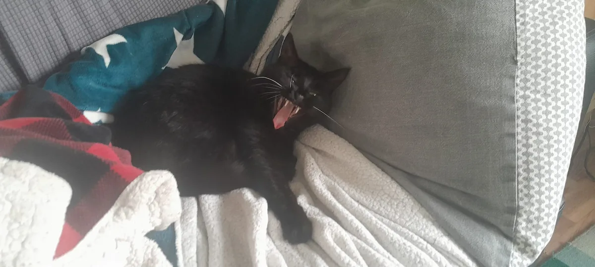 A black cat is lying on a couch surrounded by blankets, yawning widely with its mouth open, tongue out, and teeth visible…